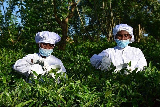 Handunugoda Tea Estate: The Virgin White Tea